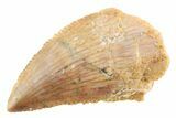Serrated Raptor Tooth - Real Dinosaur Tooth #364801-1